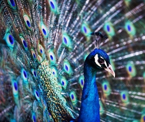 Peacock at Sanctuary
